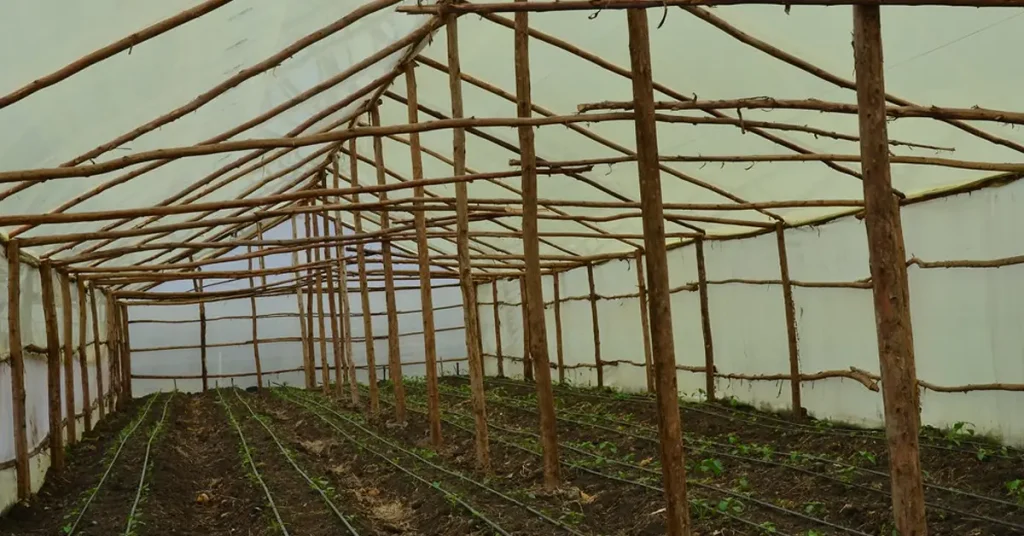 wooden greenhouse structure