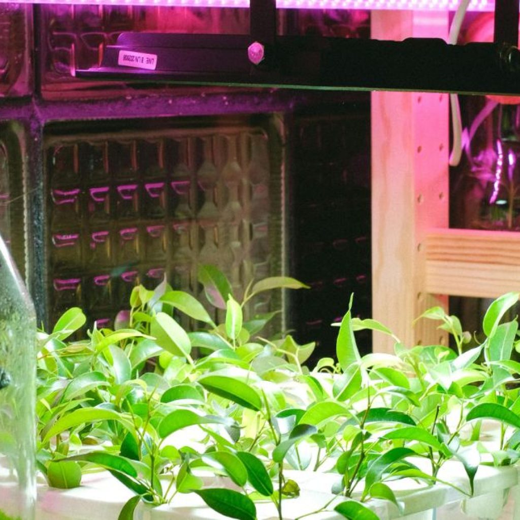 Urban Farming as a side hustle in Kenya