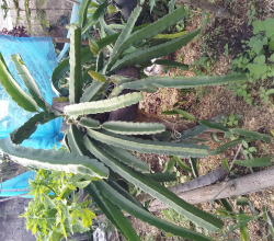 Dragon Plants and Fruits