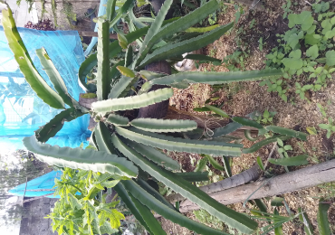 Dragon Plants and Fruits