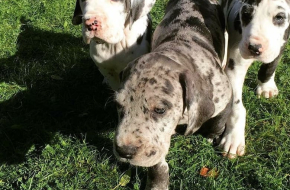Great dane puppys Available and ready now take us Home
