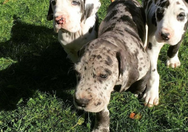 Great dane puppys Available and ready now take us Home