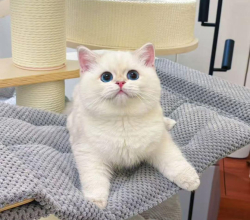 British Shorthair For Sale | British Shorthair Kittens