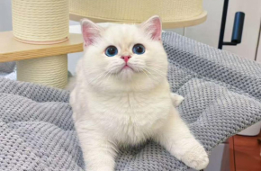 British Shorthair For Sale | British Shorthair Kittens