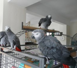 African Grey Parrots