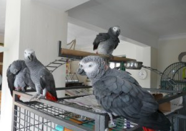 African Grey Parrots