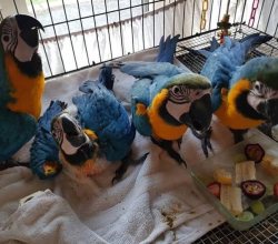 Blue and Gold Macaw Parrots
