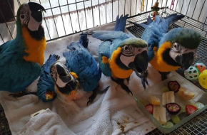 Blue and Gold Macaw Parrots
