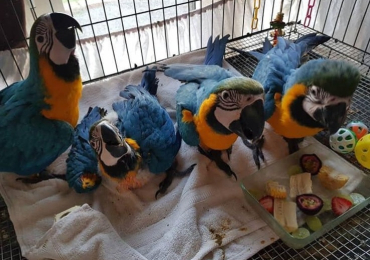 Blue and Gold Macaw Parrots
