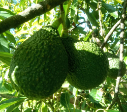 Hass Avocado for Sale