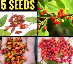 Sell fresh coca leaves, coca seeds and dried coca leaves powder
