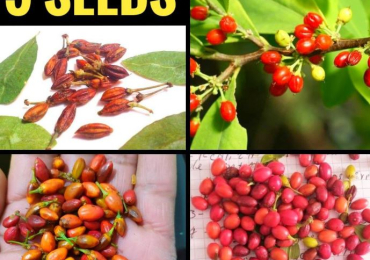 Sell fresh coca leaves, coca seeds and dried coca leaves powder