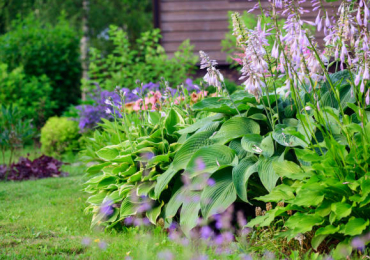 Lawn Care and Gardening Services in Nairobi