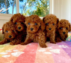 Poodle Puppies For Sale