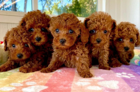 Poodle Puppies For Sale