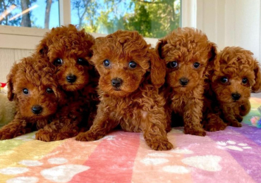 Poodle Puppies For Sale